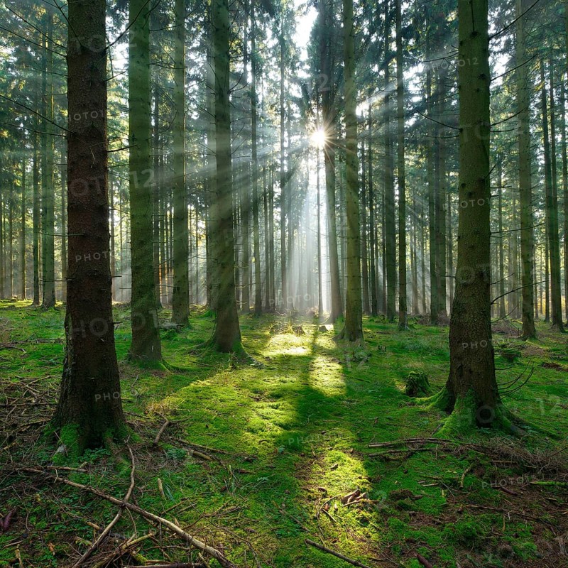 Typical spruce forest in the Harz Mountains
