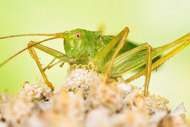 Macro Focus Stacking picture of male of Oak Bush-Cricket