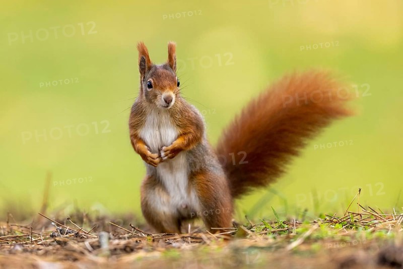 Eurasian red squirrel