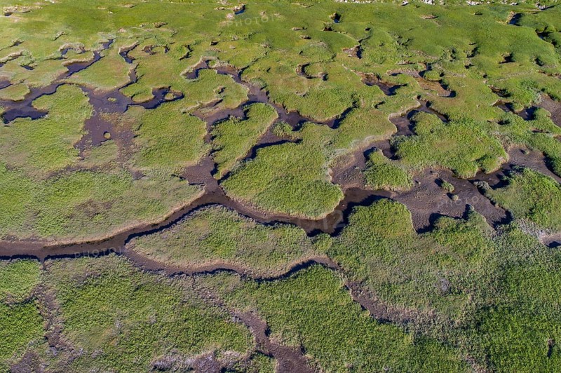 Salt marshes in front of the dike