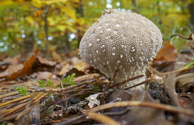 Common puffball