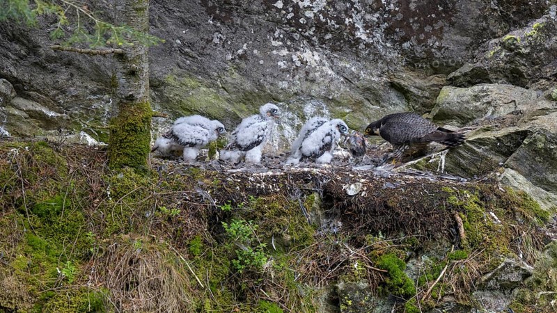 Peregrine falcon Falcon