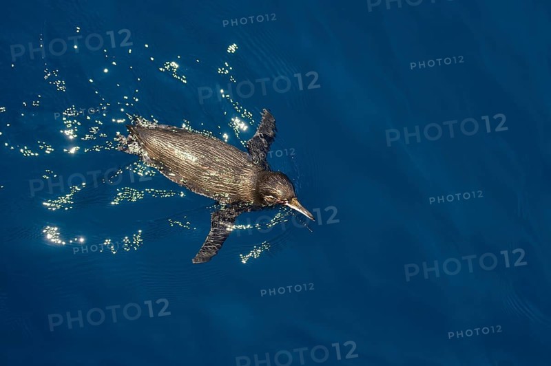 Galapagos Penguin