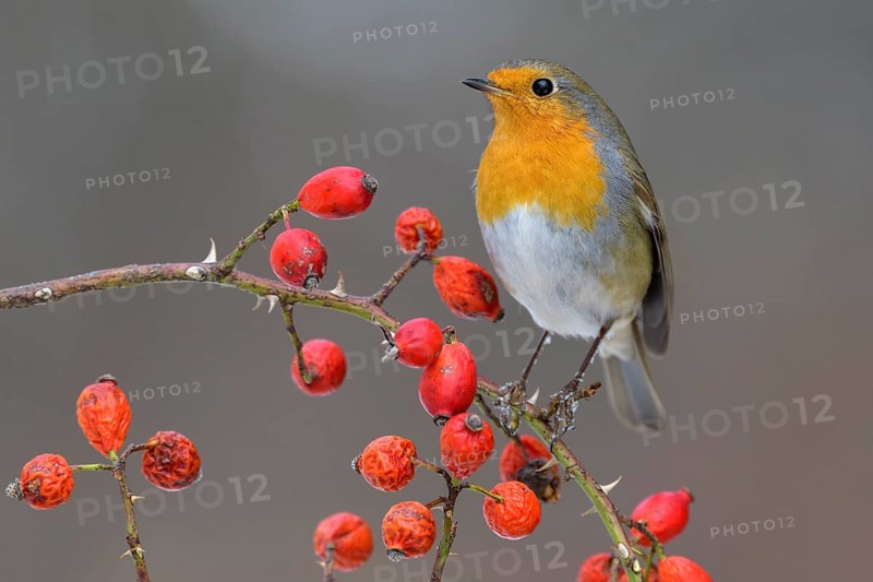 European robin