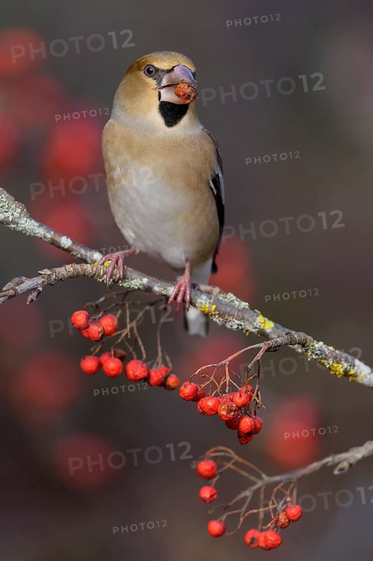 Hawfinch