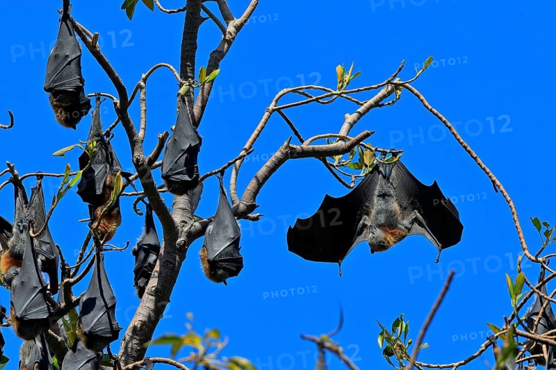 Grey-headed flying fox