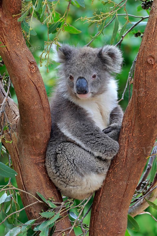 Koala