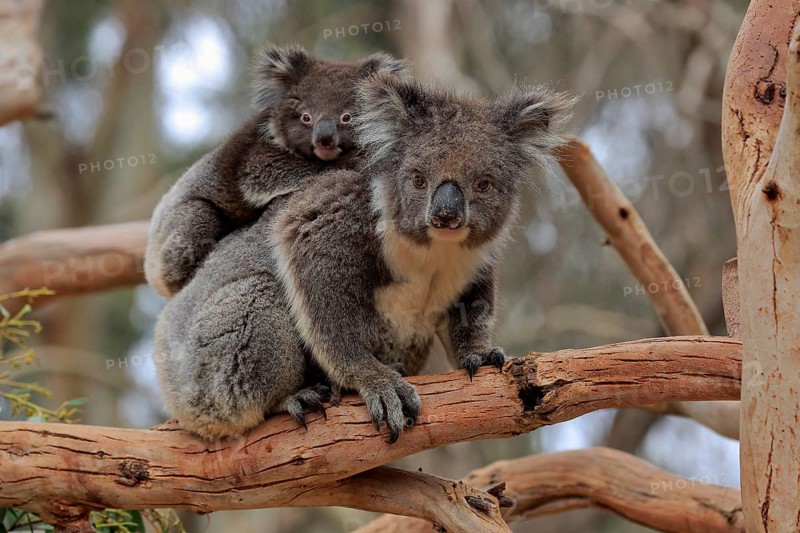 Koalas