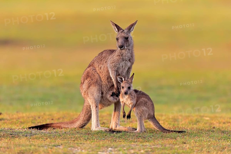 Eastern giant grey kangaroo