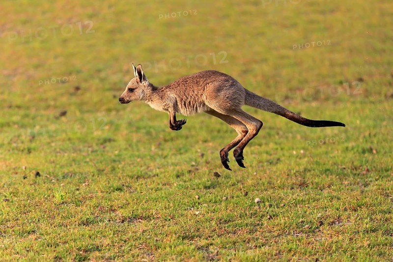 Eastern giant grey kangaroo