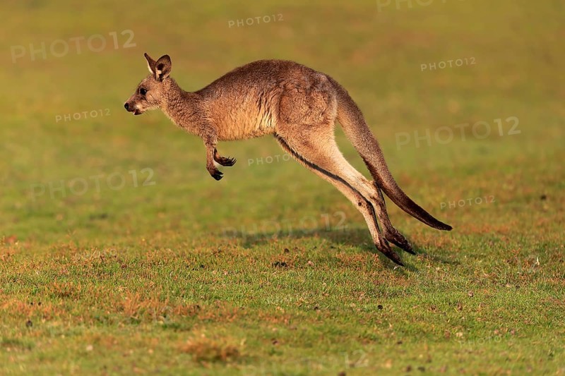 Eastern giant grey kangaroo