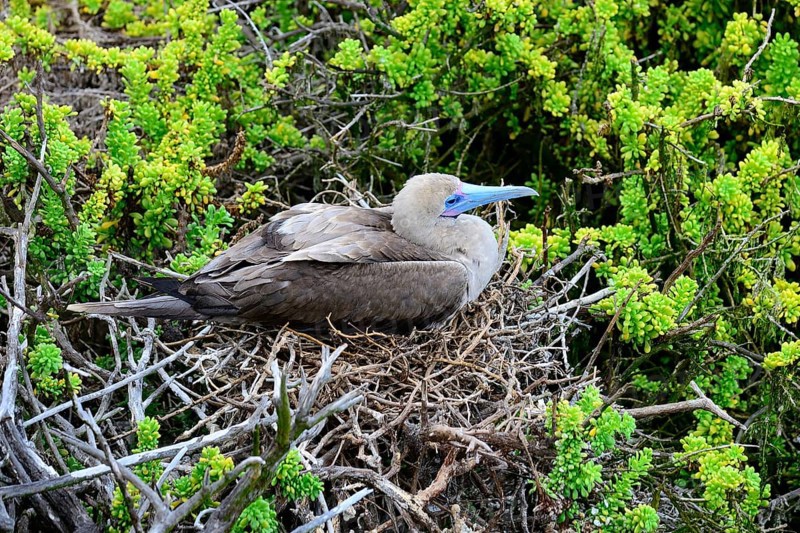 Red-footed Booby