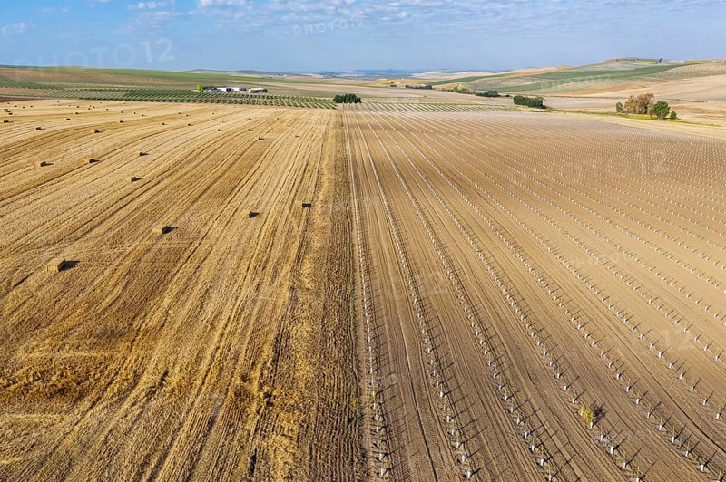 Bales of straw in cornfield after wheat harvest and cultivated young olive trees
