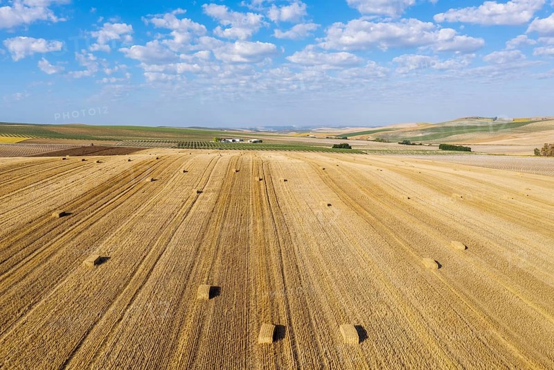 Bales of straw in cornfield after wheat harvest