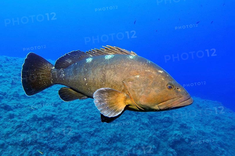 Dusky Grouper