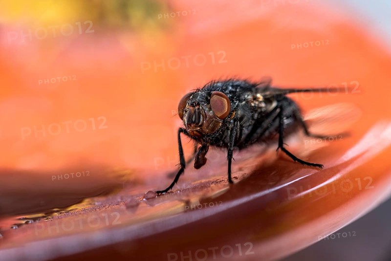 Blow fly