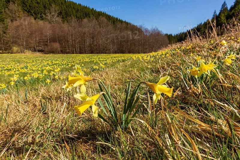 Daffodil meadow with wild yellow daffodils