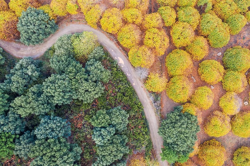 Sweet chestnut trees