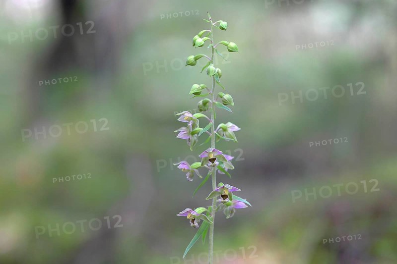 Broad-leaved marshwort