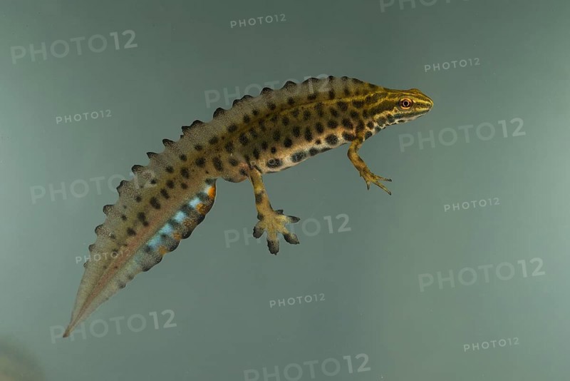 Common newt