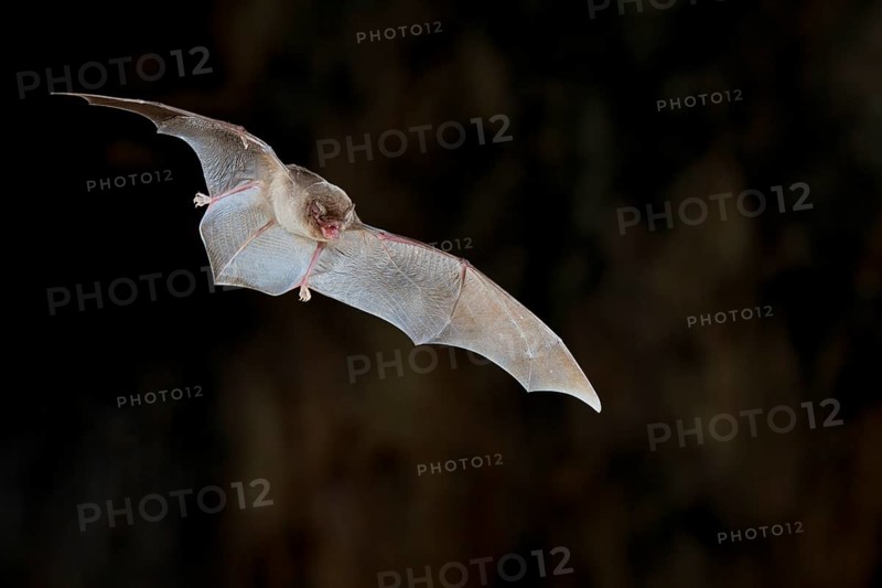 Common bent-wing bat