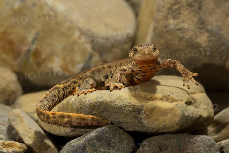 Pyrenean brook salamander