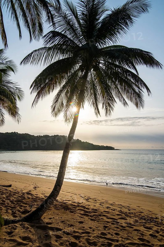 Backlight of a palm tree in the Bom Bom Resort