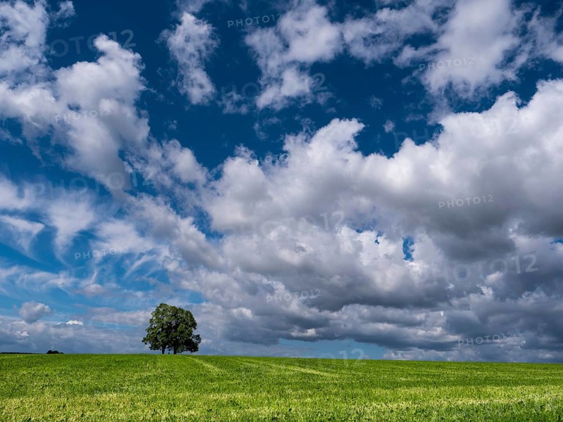 Lonely pair of trees in a meadow under thunderclouds
