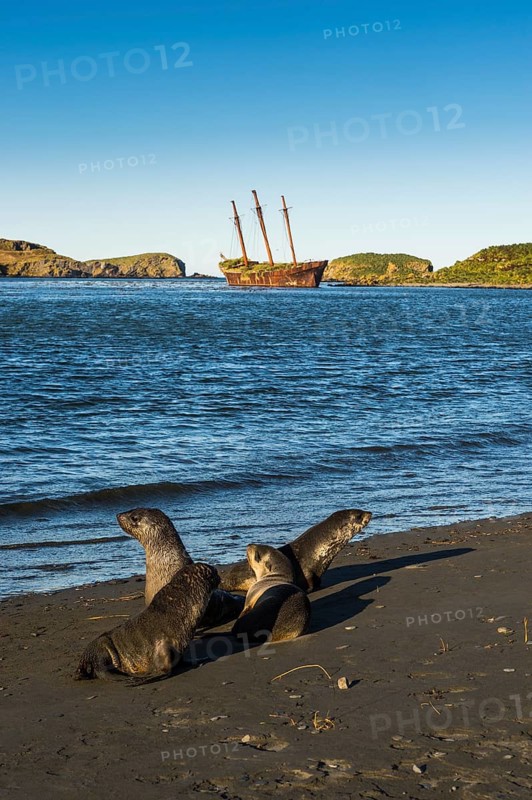 Antarctic fur seals