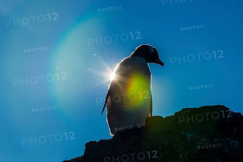 Gentoo penguin