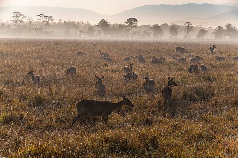 Huge numbers of Indian hog deer