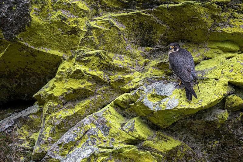 Peregrine falcon Falcon