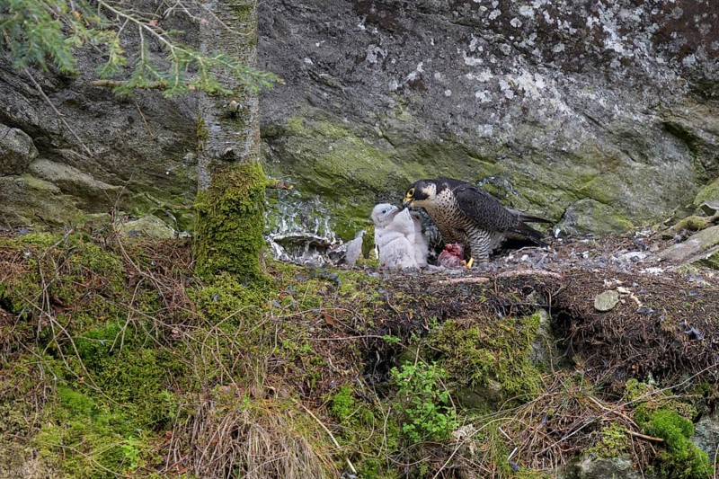 Peregrine falcon Falcon
