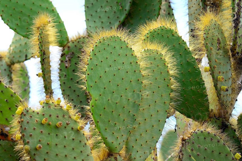Galapagos Prickly Pear