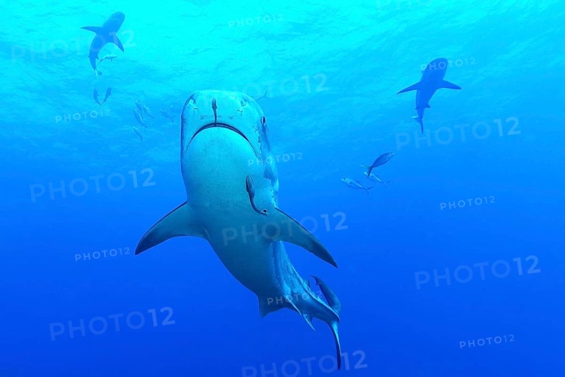 Tiger Shark