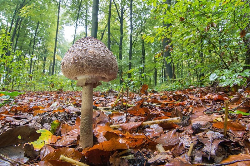 Parasol mushroom