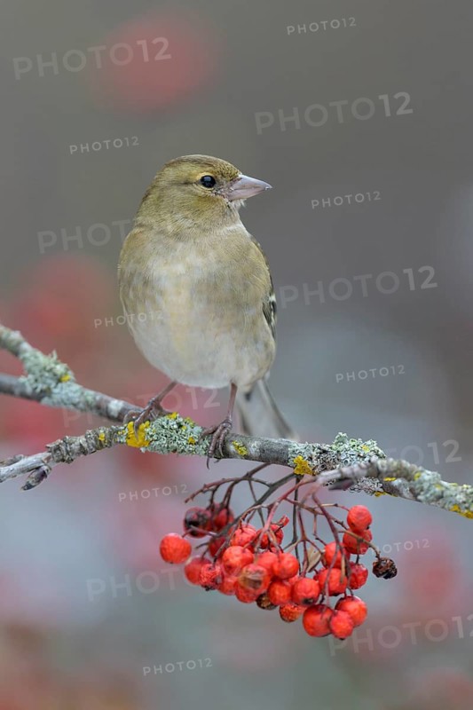 Common chaffinch