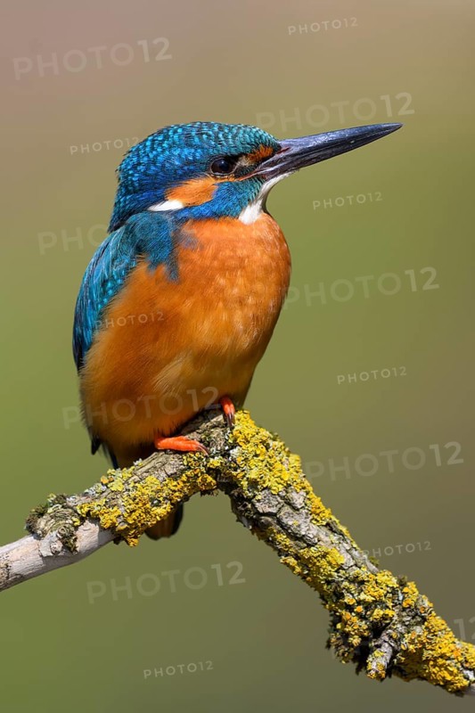 Common kingfisher