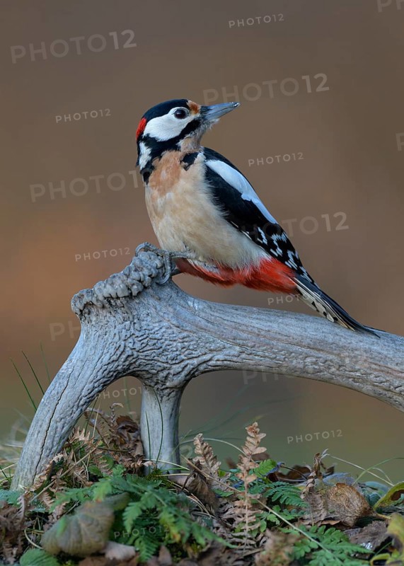 Great spotted woodpecker