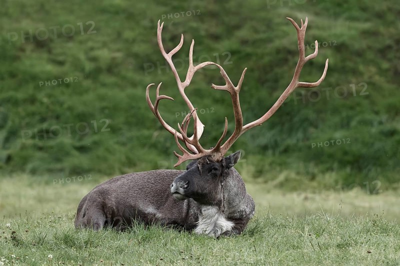 Woodland caribou
