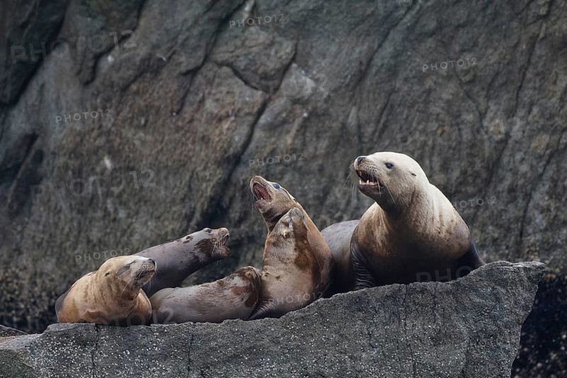 Steller sea lions
