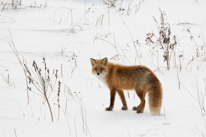 Ezo red fox