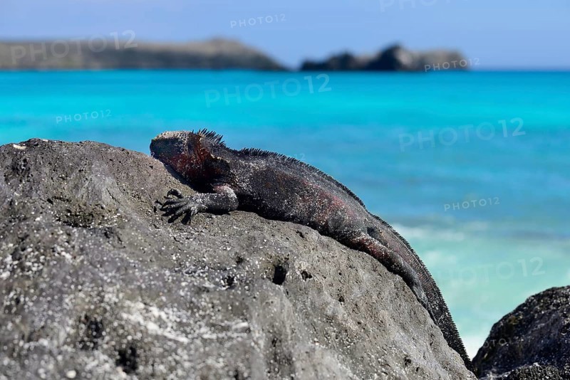 Marine iguana