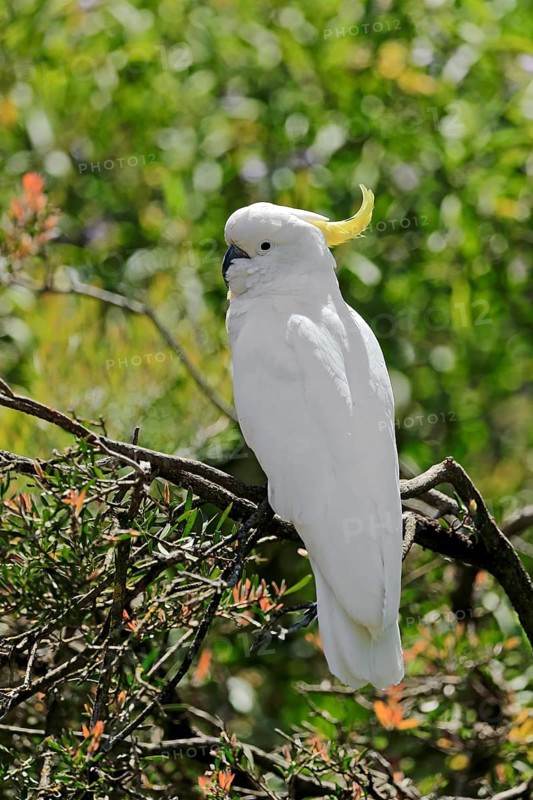 Sulphur-crested cockatoo