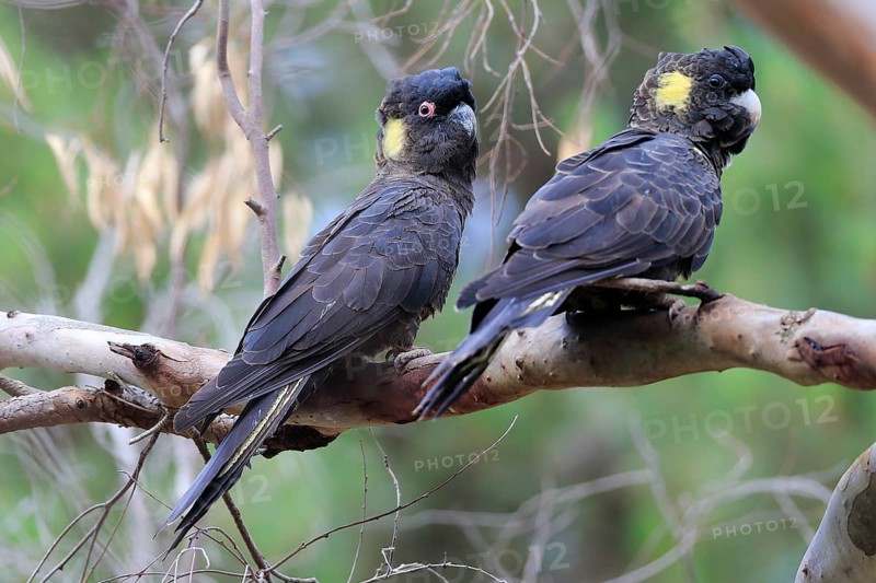 Yellow-tailed black cockatoos