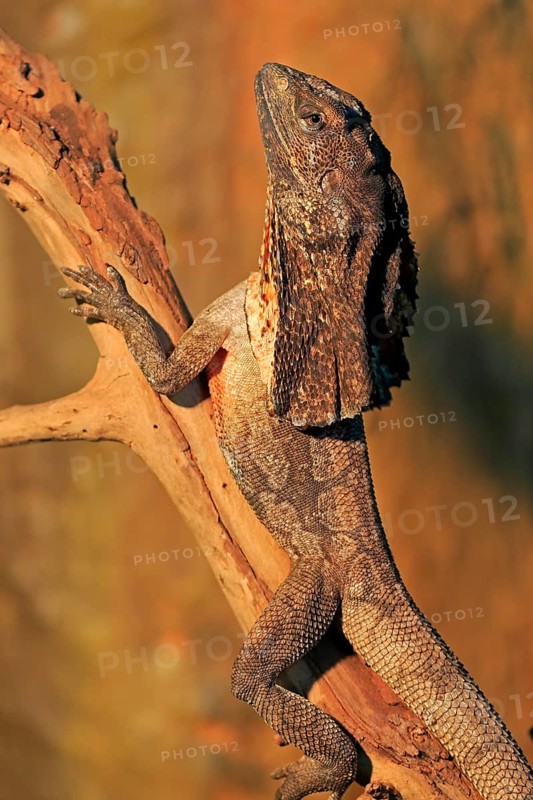 Frill-necked lizard