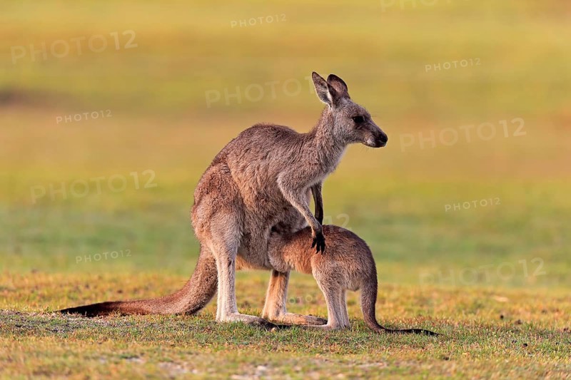 Eastern grey kangaroo
