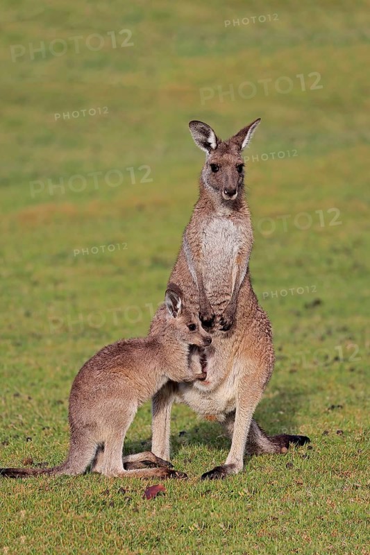 Eastern giant grey kangaroo