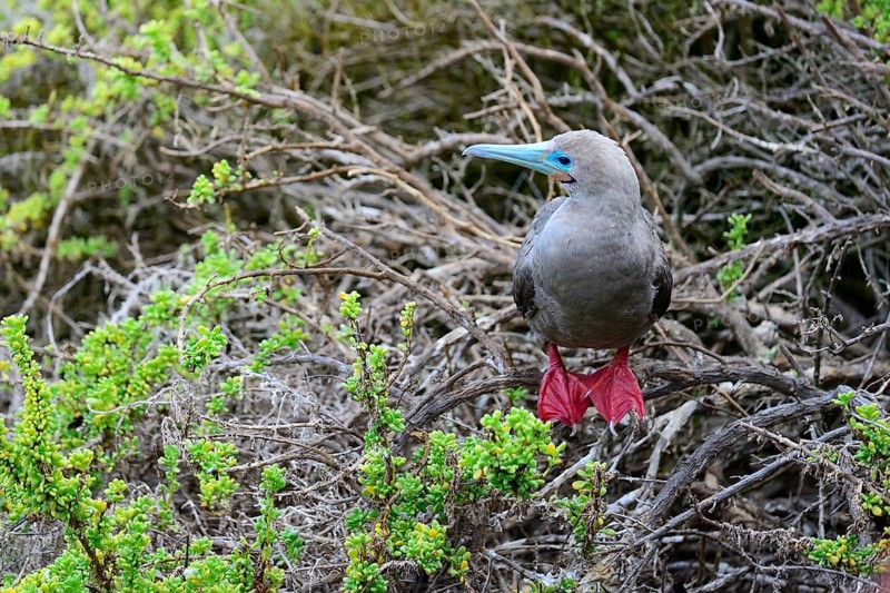 Red-footed Booby