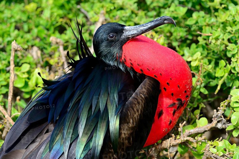 Great Frigatebird